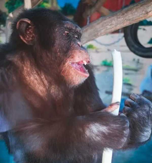 山东黑猩猩一天一棵大葱三四瓣蒜