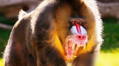 ​古人为何说“宁遇豺狼，不碰山魈”，山魈有多可怕？中国存在吗？