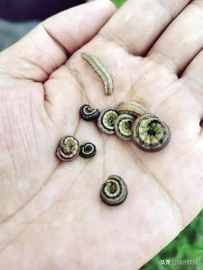 ​二代黏虫“爬”入我市玉米田