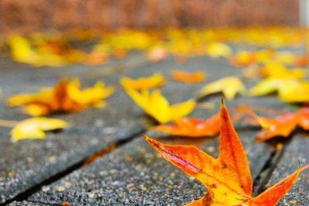 经典语录愿有岁月可回头