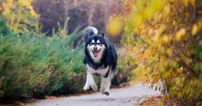 ​阿拉斯加犬怎么养才最对？这9个小技巧，包你学会