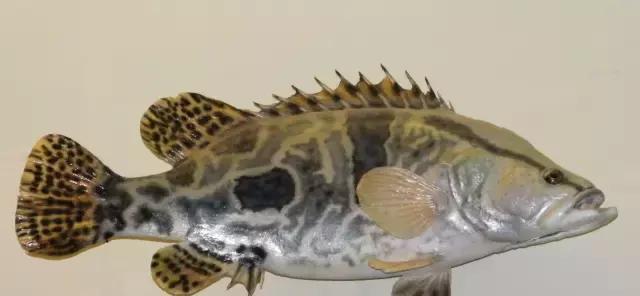 臭桂鱼、松鼠桂鱼、清蒸桂鱼用的桂鱼竟然是它