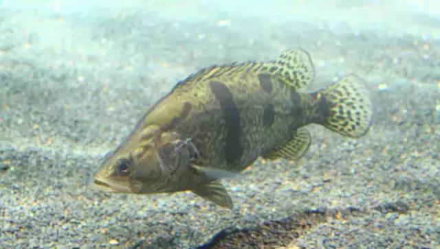 臭桂鱼、松鼠桂鱼、清蒸桂鱼用的桂鱼竟然是它