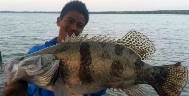 臭桂鱼、松鼠桂鱼、清蒸桂鱼用的桂鱼竟然是它