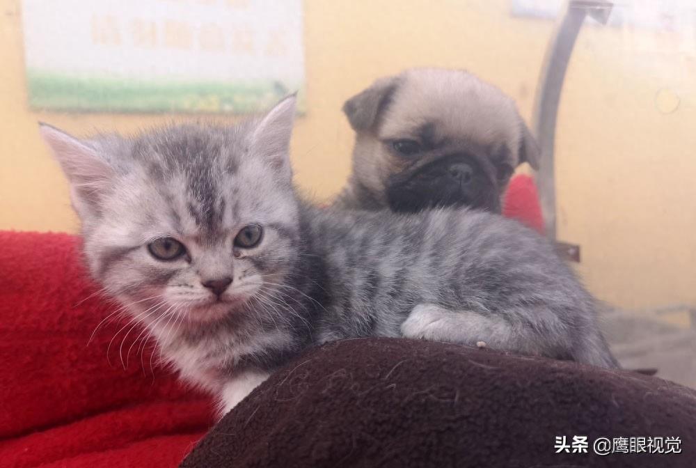 真实的狗市状况，幼犬800元一条，小蓝猫都要1500元，您会买吗？