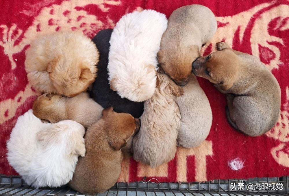 真实的狗市状况，幼犬800元一条，小蓝猫都要1500元，您会买吗？