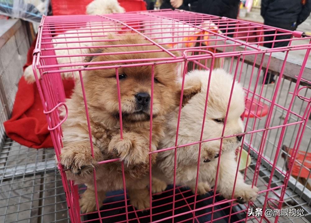 真实的狗市状况，幼犬800元一条，小蓝猫都要1500元，您会买吗？