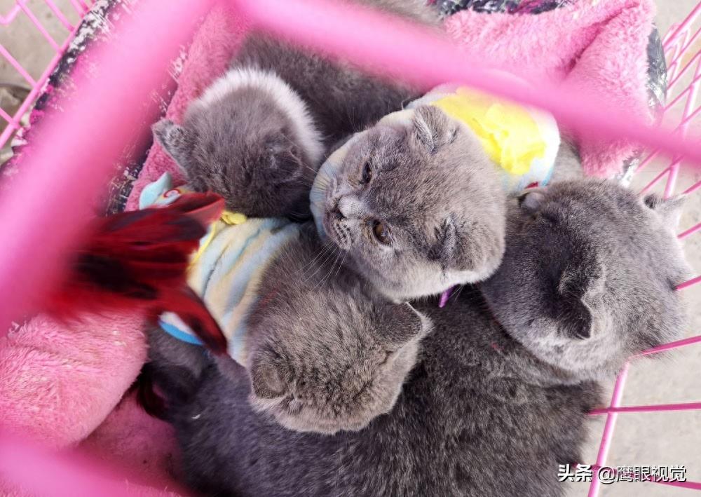 真实的狗市状况，幼犬800元一条，小蓝猫都要1500元，您会买吗？