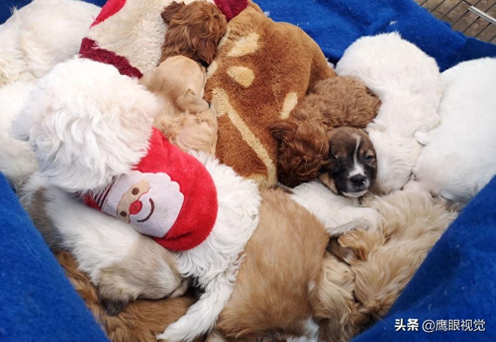 真实的狗市状况，幼犬800元一条，小蓝猫都要1500元，您会买吗？