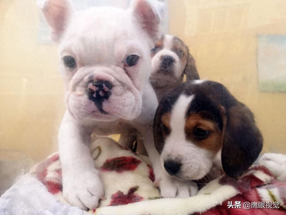 真实的狗市状况，幼犬800元一条，小蓝猫都要1500元，您会买吗？