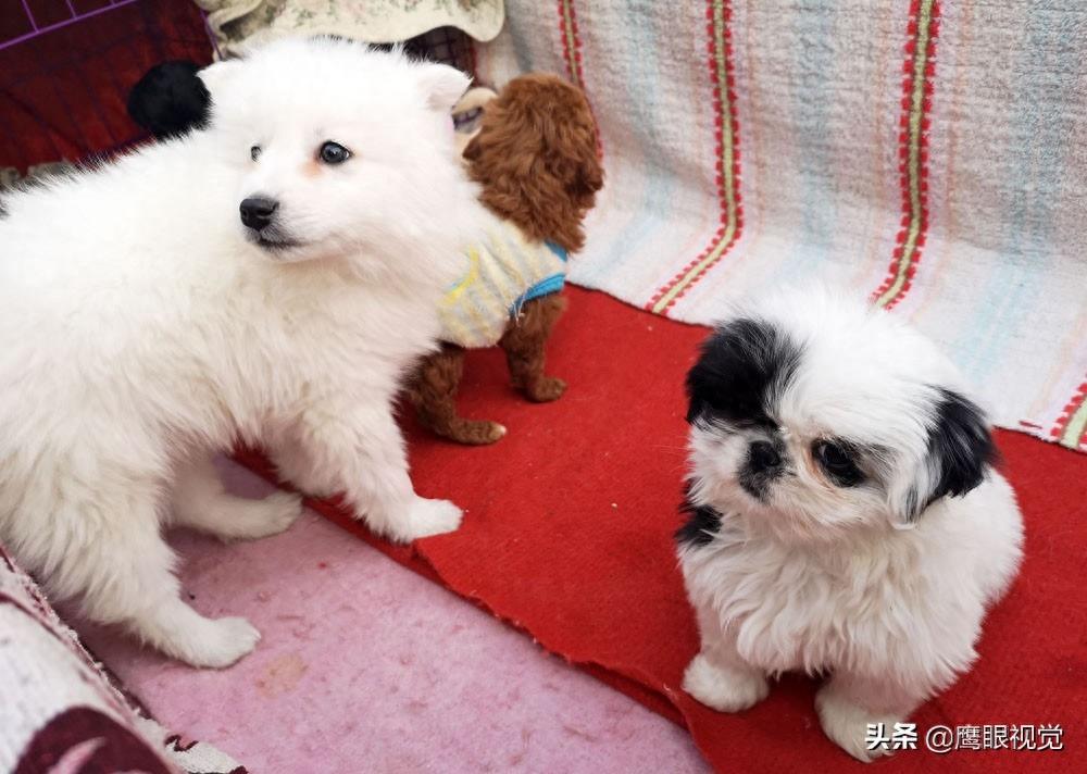 真实的狗市状况，幼犬800元一条，小蓝猫都要1500元，您会买吗？