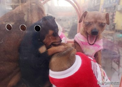 ​真实的狗市状况，幼犬800元一条，小蓝猫都要1500元，您会买吗？