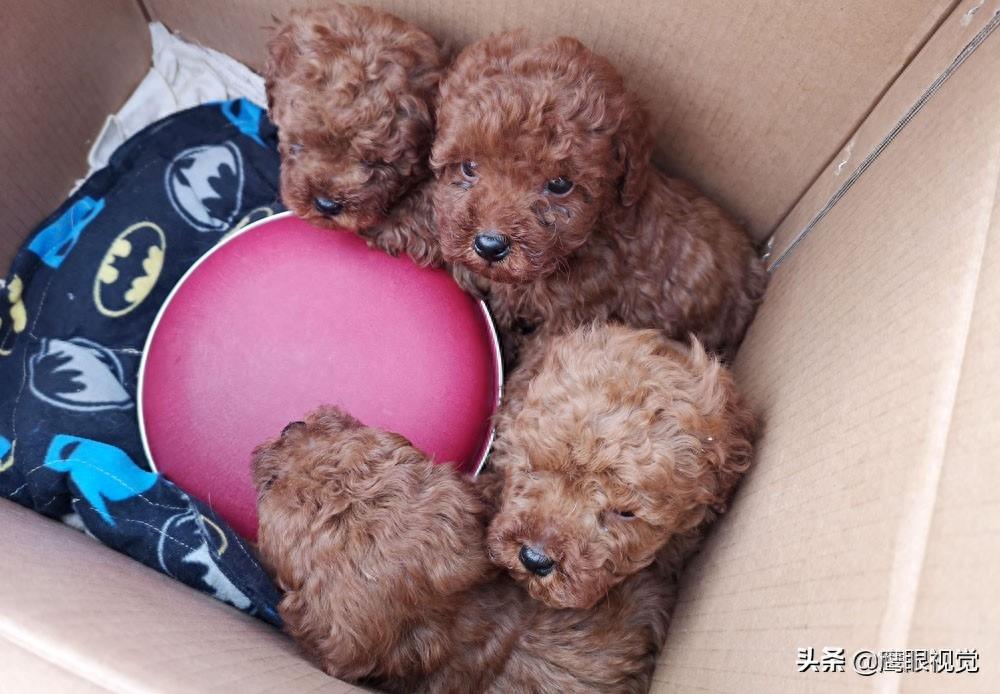 真实的狗市状况，幼犬800元一条，小蓝猫都要1500元，您会买吗？