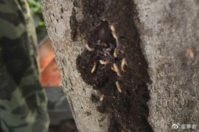 ​家里发现白蚁该怎么处理，怎样快速消灭它