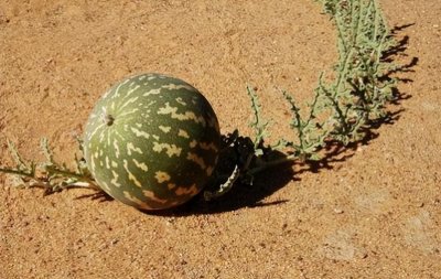 ​沙漠里没有水，却长出西瓜，当地人：再口渴也不要去吃