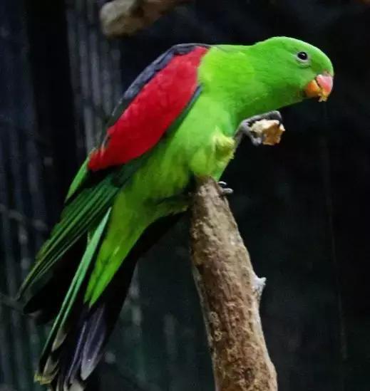 谁说红配绿就很丑？搭对了，一样美极了！