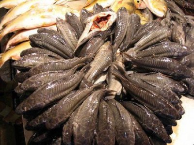 ​清道夫红烧或煲汤营养美味更健康，分享清道夫各种做法