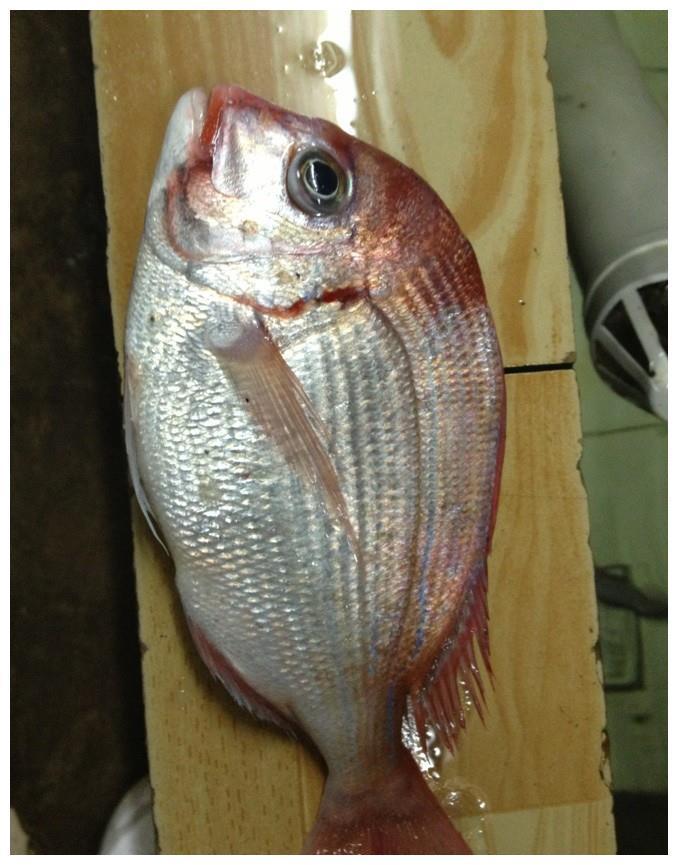 卖海鱼的老板：这2种冰冻鱼不要买，我们自己都不吃的