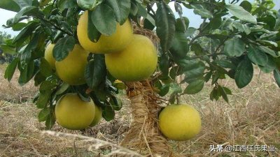 ​矮晚柚品种特性