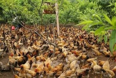 ​养鸡500只利润一般有多少？