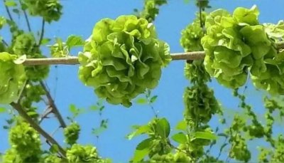 ​榆钱：春日的绿色珍宝，可食可药的天然馈赠