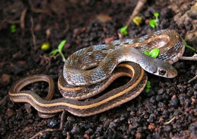 ​中国人为什么崇拜蛇