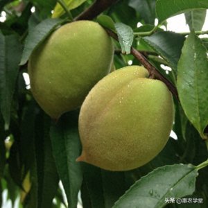 ​鹰嘴桃大量上市，一斤多少钱？来看最新行情！