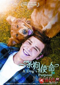 ​《一条狗的使命》——只为了再次遇见你
