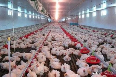 ​鸡新城疫防治特效治疗方案