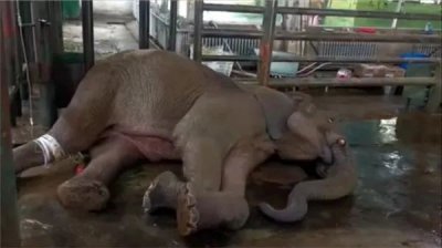 ​遗憾！“非非”于昨晚去世，怀念