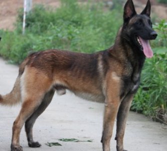 ​咬合力世界前三的警犬:中国马犬果然继承狼性