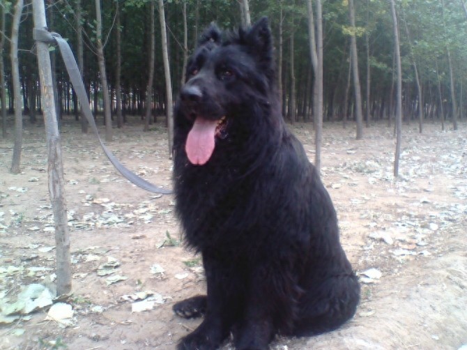 中国黑熊犬，堪称国产版德牧