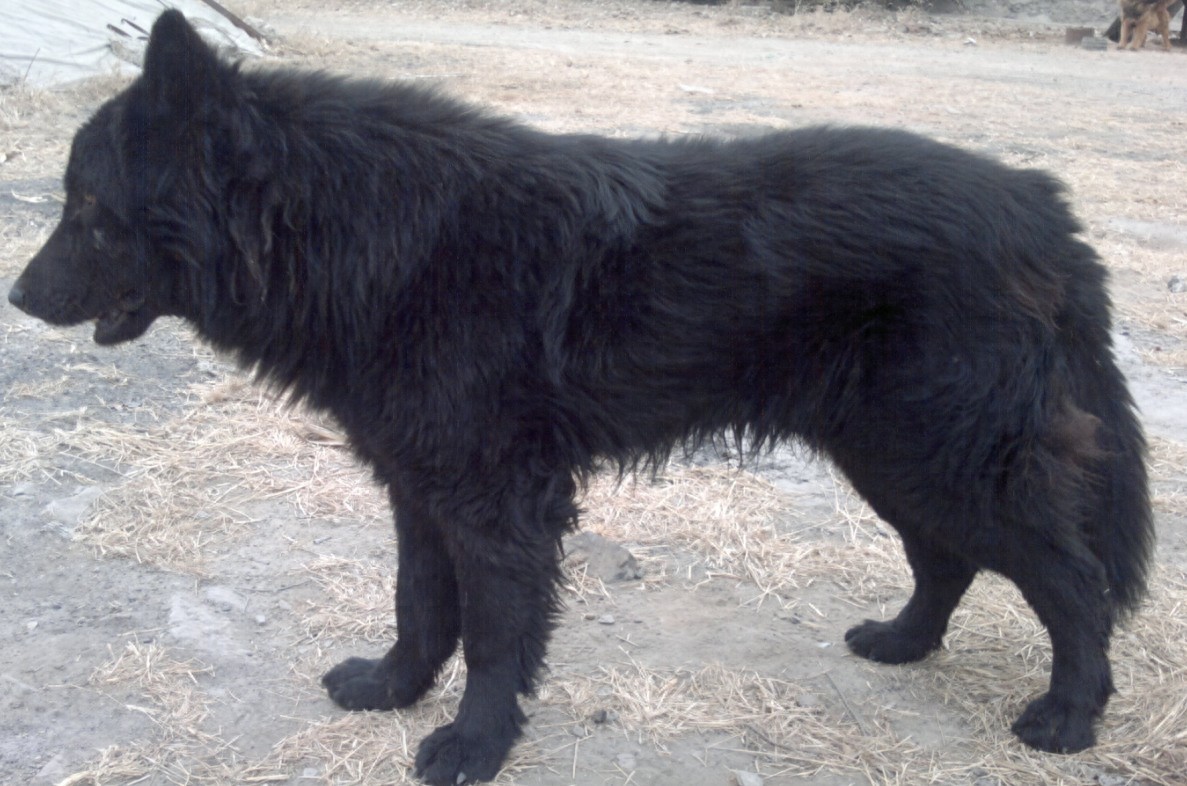 中国黑熊犬，堪称国产版德牧