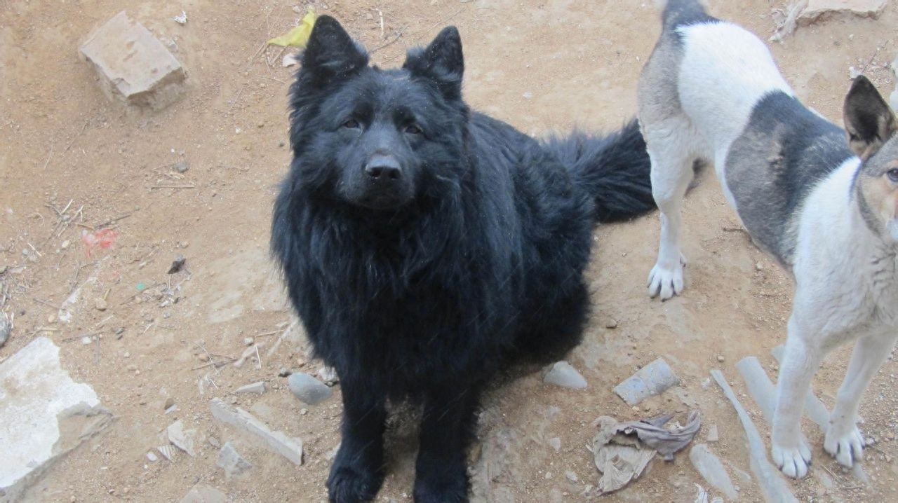 中国黑熊犬，堪称国产版德牧