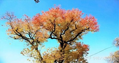 ​“楷模”一词的由来