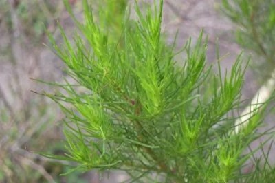 ​二月茵陈，三月的蒿，过把四月当柴烧。