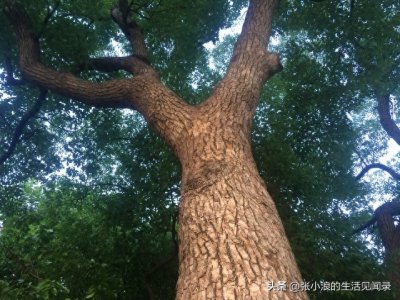 ​香樟，默默无闻的原生乡土树种，有哪些价值？