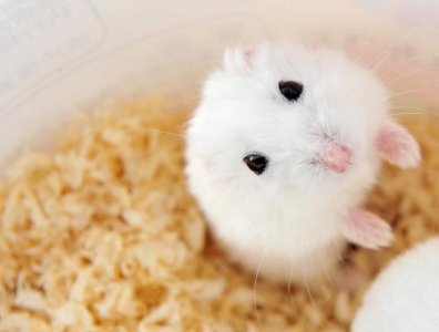 ​仓鼠的寿命有多长