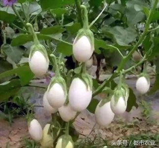 ​这就是蛋树，原来树上也可以长鸡蛋！