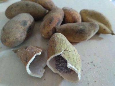 ​中药——五倍子