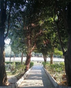 ​海南旅游一定不要小瞧槟榔虫，被叮咬后要马上就医