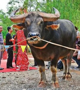 ​传奇牛王——擎天柱