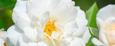 ​适宜夏天种植的花