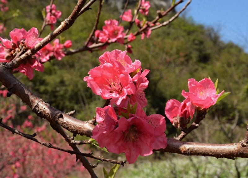放眼望山河|桂林：阴冷转晴暖 恭城桃花节上演三生三世十里桃花