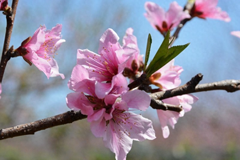放眼望山河|桂林：阴冷转晴暖 恭城桃花节上演三生三世十里桃花