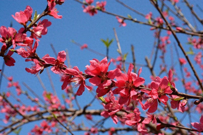 放眼望山河|桂林：阴冷转晴暖 恭城桃花节上演三生三世十里桃花