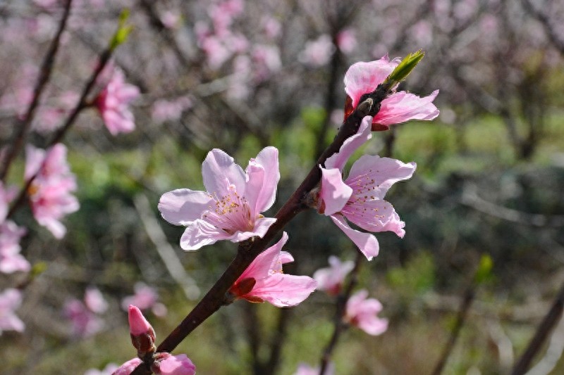 放眼望山河|桂林：阴冷转晴暖 恭城桃花节上演三生三世十里桃花