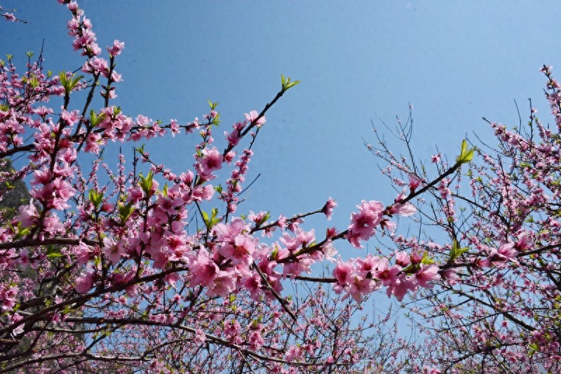 放眼望山河|桂林：阴冷转晴暖 恭城桃花节上演三生三世十里桃花