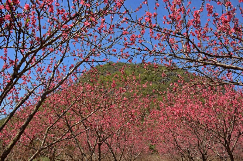 放眼望山河|桂林：阴冷转晴暖 恭城桃花节上演三生三世十里桃花
