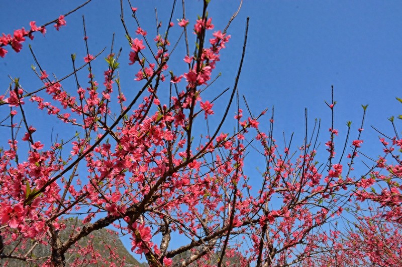 放眼望山河|桂林：阴冷转晴暖 恭城桃花节上演三生三世十里桃花